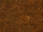 Cog De Leon Hen Saddle Speckled Shrimp Orange