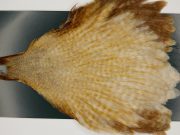 M725 Metz Hen Cape Grade #1 Barred Variant