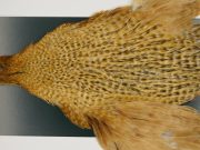 M728 Metz Hen Cape Grade #1 Barred Variant