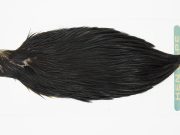 13142 Hebert Hen Cape Black