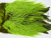 FWRS5 Hackle Unknown Badger Fl Green Chartreuse
