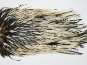 FWRS8-1 Hackle Unknown Unique Variant