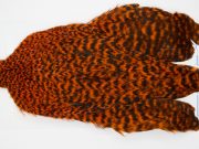 FWRC15 Hackle Unknown Grizzly Orange